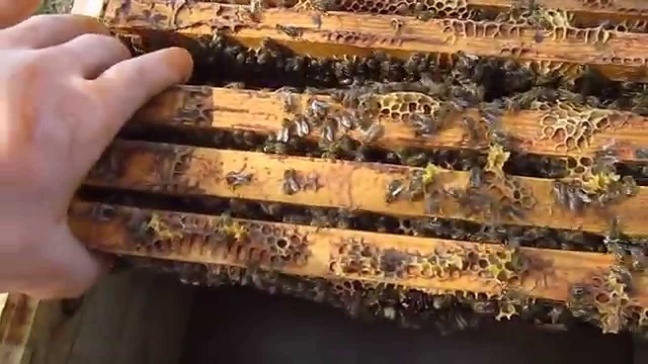 Пересадка пчел